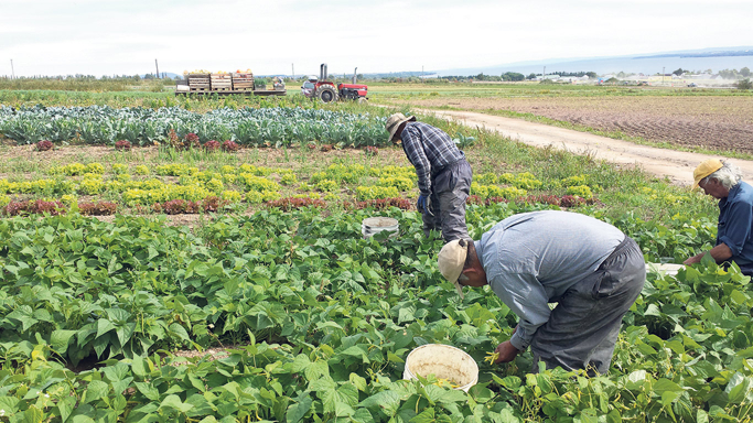 La pénurie de main-d’œuvre frappe sans distinction tous les secteurs, convient l’agricultrice France Marcoux, mais les difficultés de recrutement frappent ­particulièrement les fermes maraîchères biologiques.